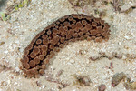 Eostichopus