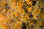 Stony Corals