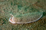 Arminidae