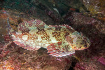 Cottoidei