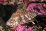 Diodora