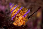 Vetigastropoda