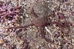Echinodermata