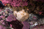 Calcarea