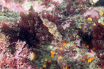 Rockfishes