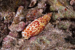 Sea Snails