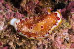 Nudibranchs