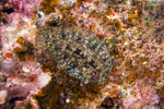 Soleidae