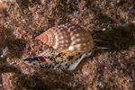 Sea Snails