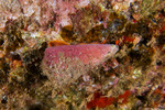 Sea Snails