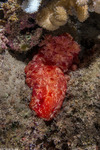 Nudibranchs