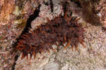 Sea Cucumbers