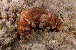 Sea Cucumbers