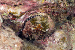 Bivalves