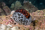 Sea Snails