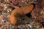 Sea Cucumbers