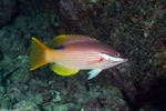 Wrasses