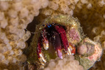 Hermit Crabs