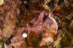 Sea Slugs