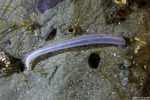 Synaptidae