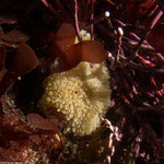 Calcarea