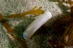 Sipuncula