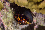 Mauritia