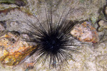 Euechinoidea