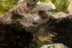 Sea Slugs