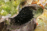 Euechinoidea