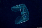 Ctenophora