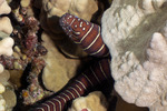Muraeninae