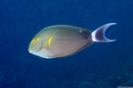 Acanthuridae