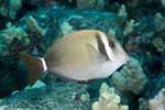 Acanthuridae