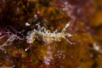 Nudibranchs