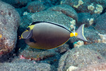 Acanthuridae