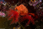 Psolidae