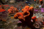 Heteroscleromorpha