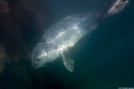 Tetrapoda