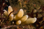 Calcarea