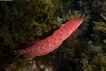 Clinidae