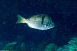 Eupercaria