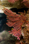 Octocorals