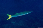 Carangaria