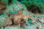 Neoselachii