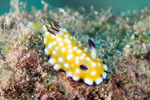 Gastropoda