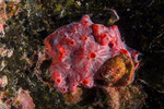 Porifera
