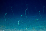 Anguilliformes