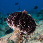 Sea Urchins