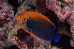 Acanthuriformes